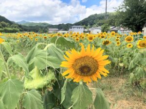 【大河内町ひまわり】