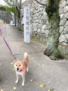 【ワンちゃん散歩OKな松坂城跡】