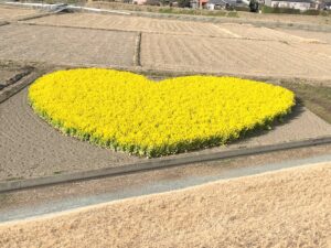 【ハートの菜の花】