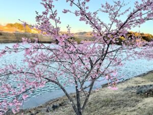 【のびのび天啓パーク河津桜】