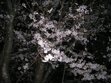 夜桜