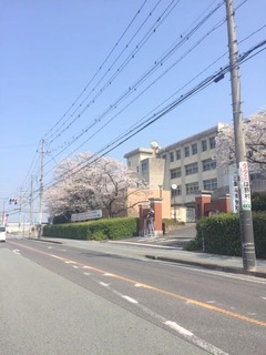 桜②