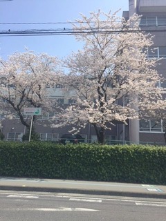 桜①