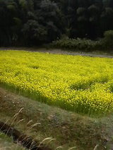 菜の花