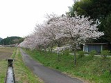 桜道